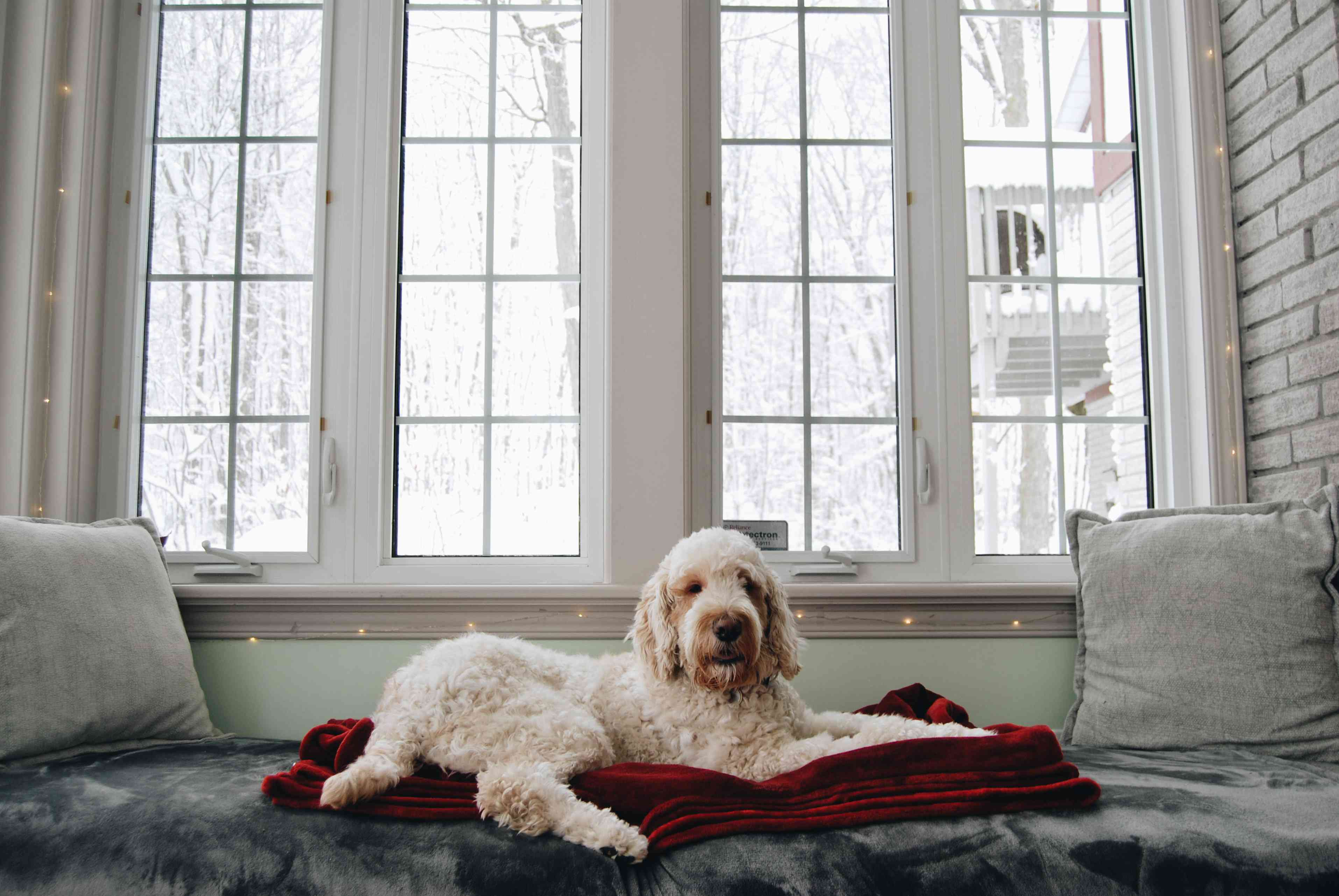 Thunderstorm Anxiety in Goldendoodles: Tips and Tricks to Manage Your Dog's Fear